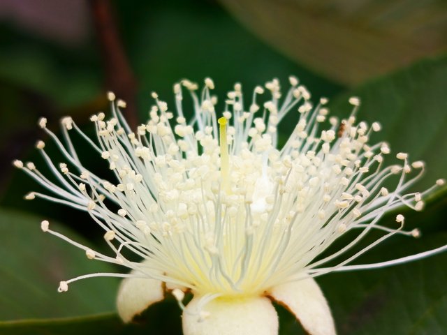 peyarafull (5).jpg
