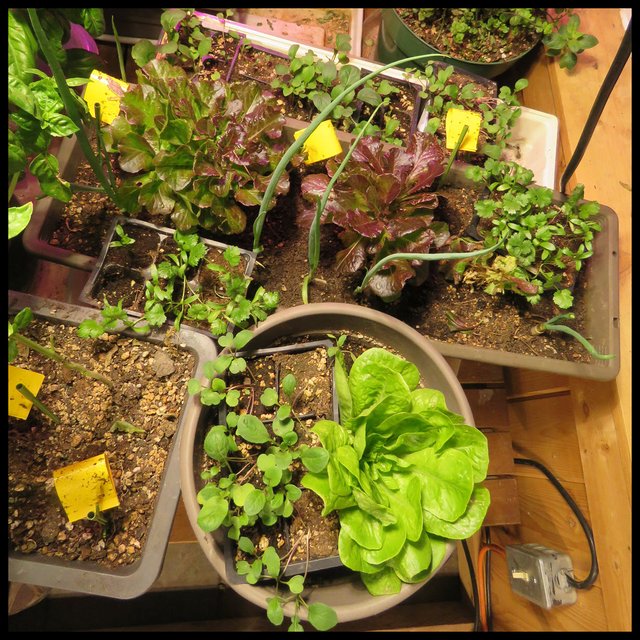 cilatro and Arugula seedlings among the lettuce plants by basil.JPG