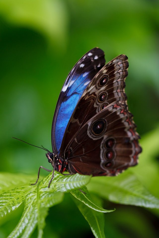 butterfly-165104_1280.jpg