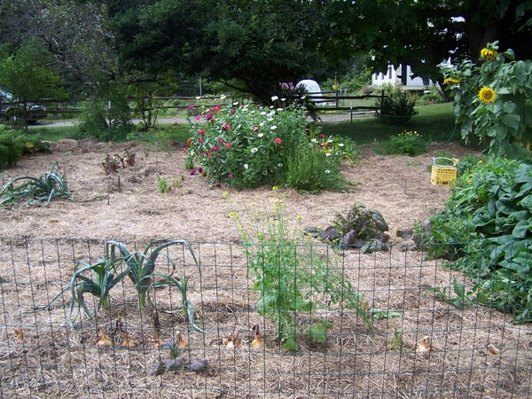 Big garden - cleanout started2 crop Sept. 2018.jpg