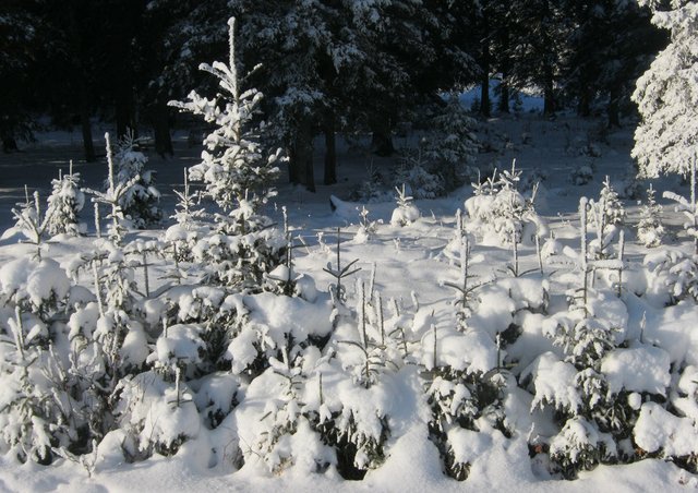 clump of small snowy spruce.JPG