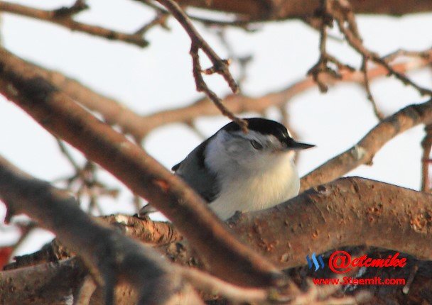 White-Breasted NuthatchPFW10_0485.JPG