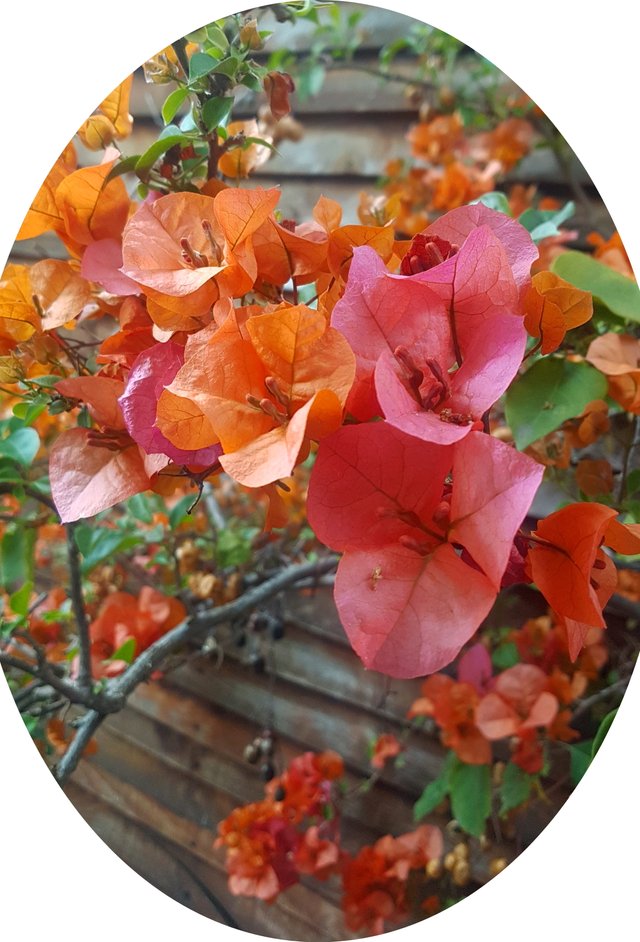 orangebouganvillea.jpg