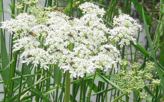 cow parsnip with pollinators.JPG