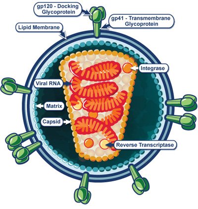 HIV structure.jpg