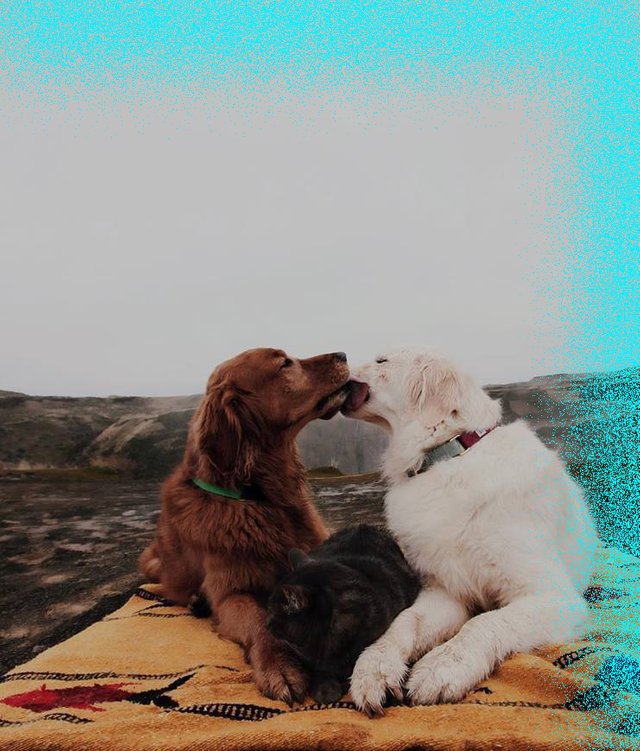 Dogs can kiss.jpg