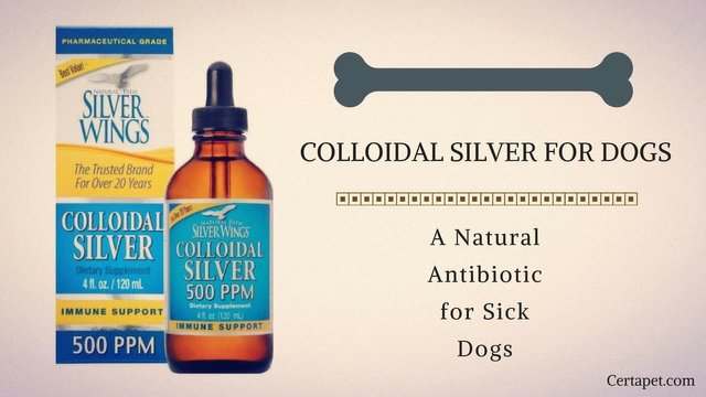 A-Natural-Antibiotic-For-Dogs_-The-Many-Uses-For-Colloidal-Silver-For-Dogs-1.jpg