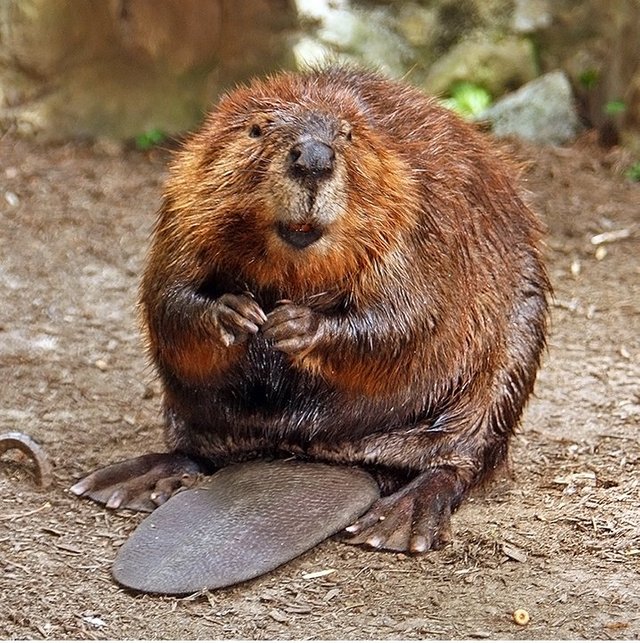 American_Beaver.jpg