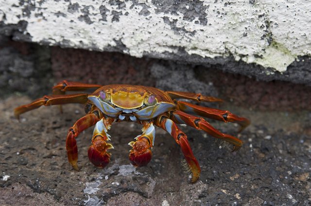 crab-3232829_1280.jpg