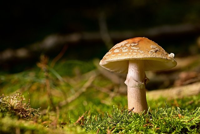 mushroom-5341537_1920.jpg