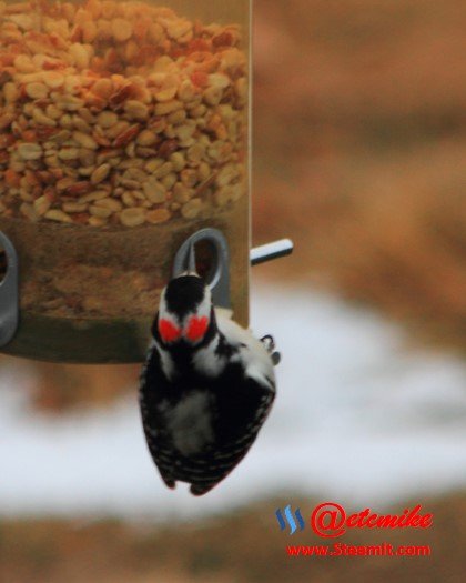 Hairy Woodpecker HairyWP_0002.JPG