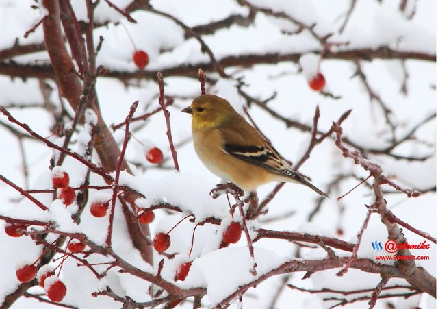 American Goldfinch PFW10_0324.JPG