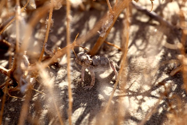 desert creature.jpg