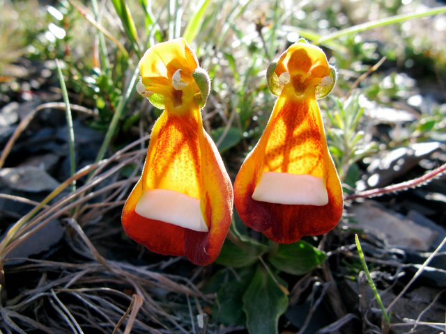 Calceolaria_uniflora_3_(Chile).jpg