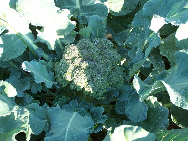 Big garden - broccoli2 crop July 2018.jpg