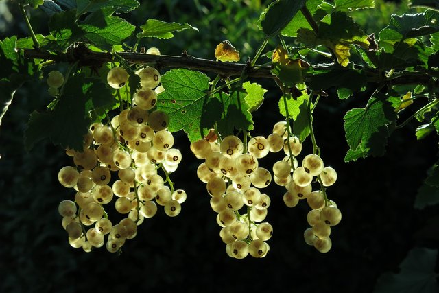 white-currant-3467373_1920.jpg