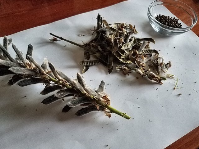 harvesting-lupine-seeds.jpg