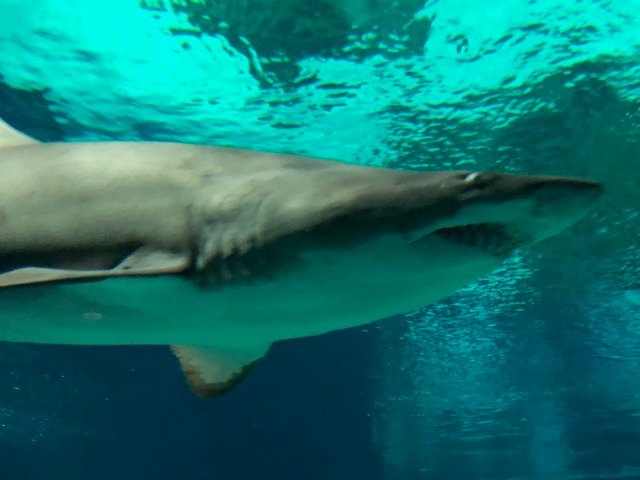 shark closeup.jpg