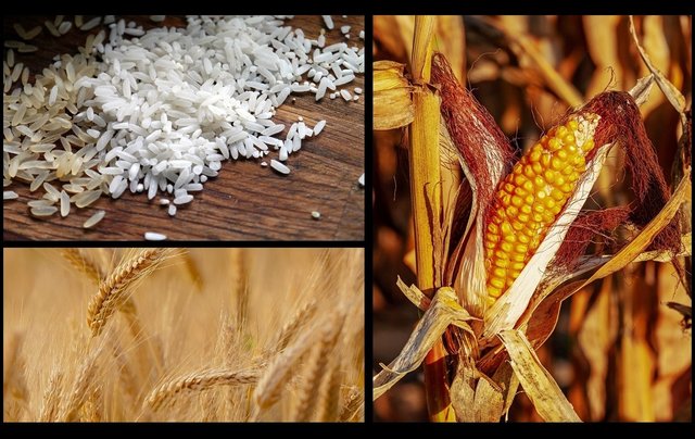 TAM-trigo,arroz y maíz.Alimentos agresores.jpg