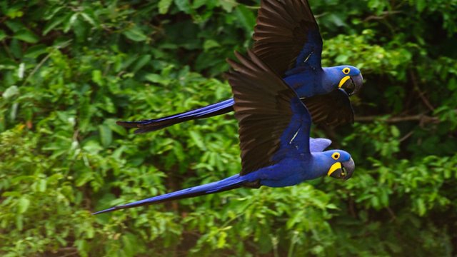 duas-especies-arara-azul-voando-1280x720.jpg