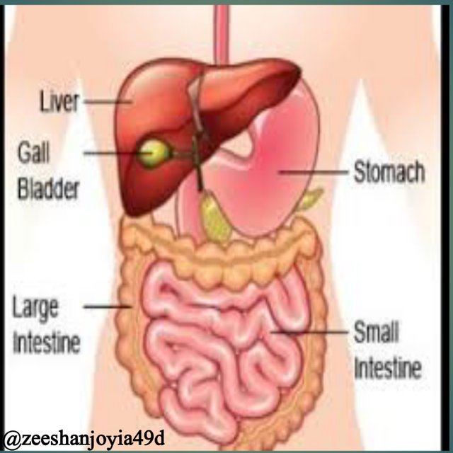 digestive system biology.jpg