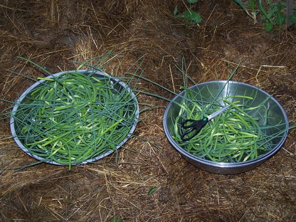 Garlic scapes 1st harvest crop June 2019.jpg