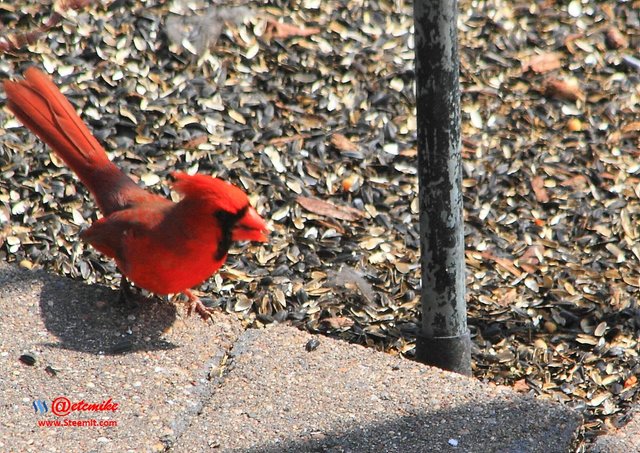 Northern Cardinal IMG_0108.JPG