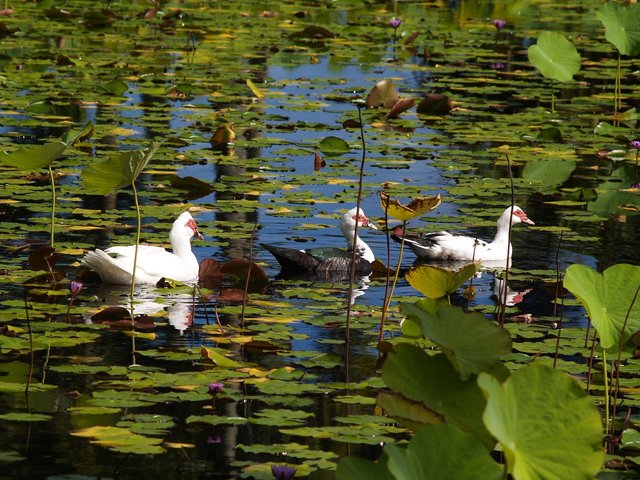 bird-2183047_1280.jpg