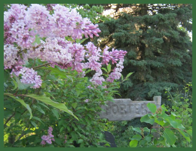 lilac bloom by Porters sign.JPG