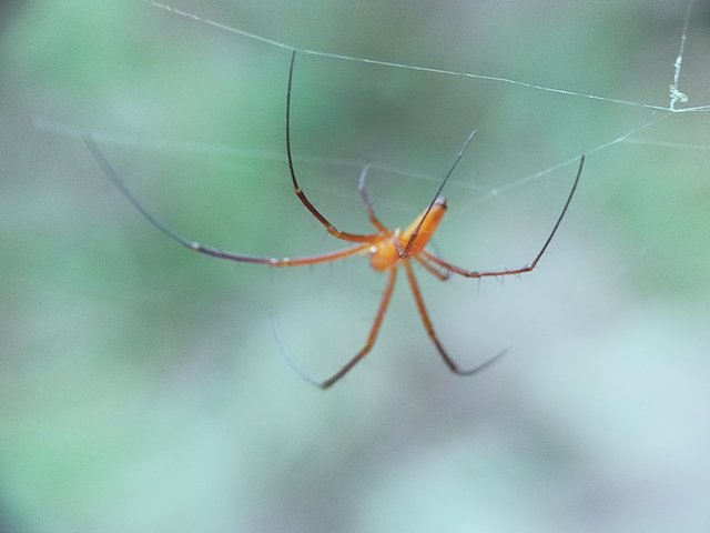 Nephila Pilipes (10).jpg