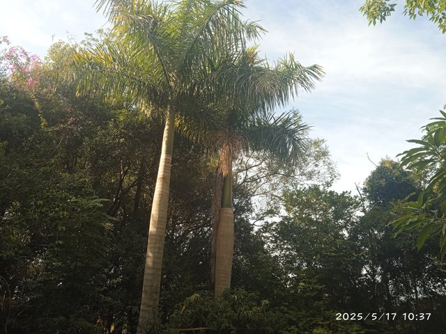 IMG_20250517_103724.jpg