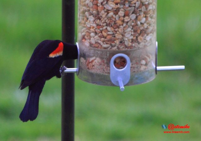 Red-winged Blackbird PFW21-0095.JPG