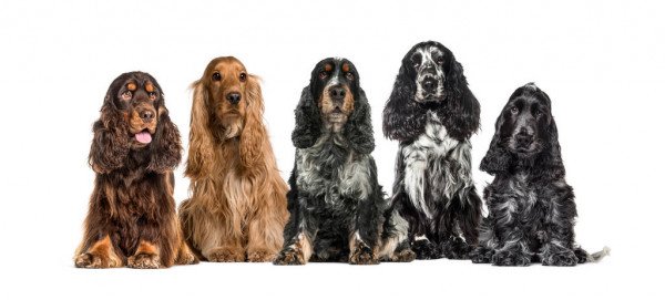 depositphotos_387124248-stock-photo-group-of-english-cocker-spaniel.jpg