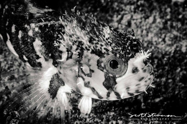 Mosshead Warbonnet-1.jpg