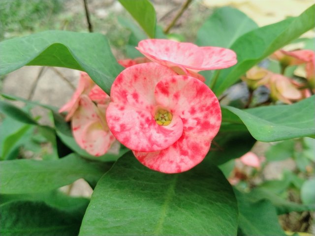 IMG20250321142937.jpg