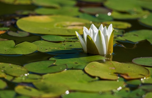 white-water-lily-g83802606d_1280.jpg