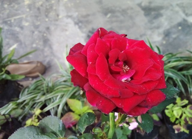 Red Rose Flower 2.jpg