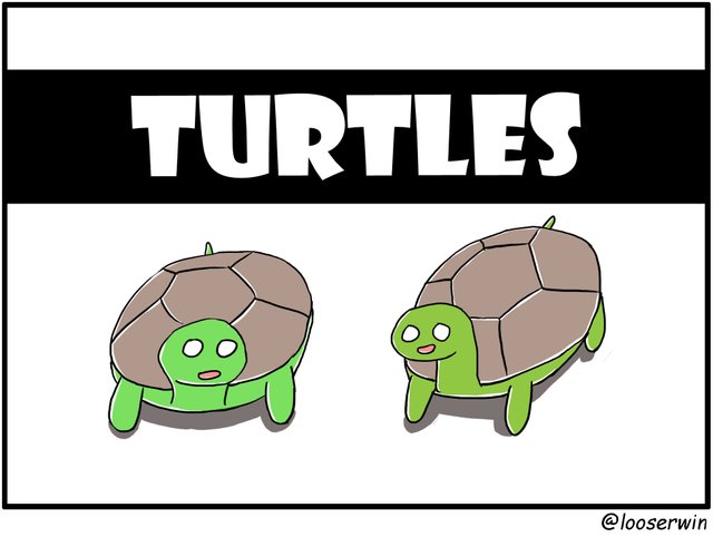 turtletil copy.jpg