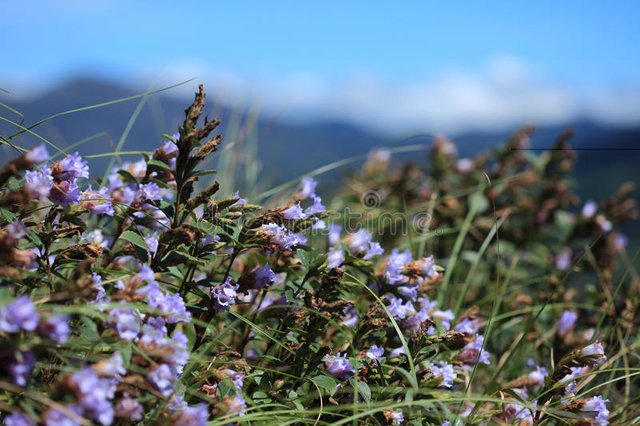 flowers-selectively-focused-strobilanthes-kunthiana-locally-known-as-neelakuriji-blooms-hills-munnar-gap-53562925.jpg