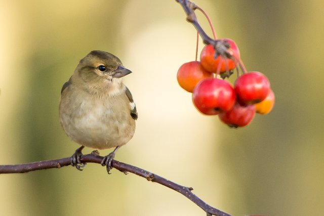 Bird.jpg