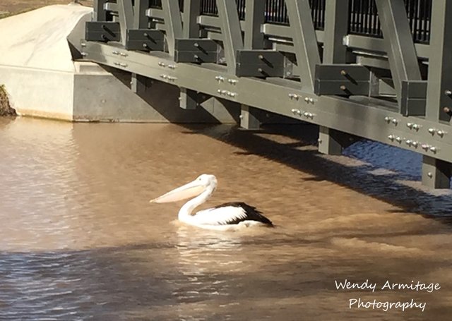 Pelican swimming .jpg