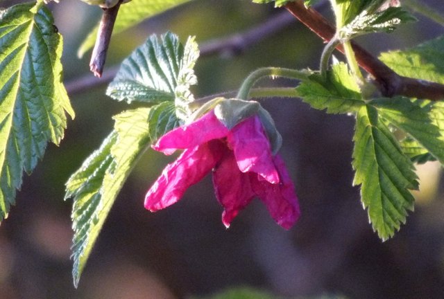 0554-Salmonberry.JPG