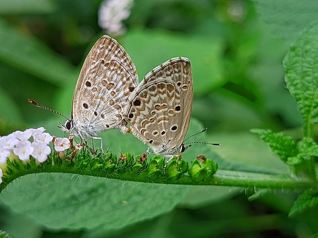 RIYAN_20240614_162235_🦋Macro Bee pro (LMC17) by Riyan.PORTRAIT.jpg