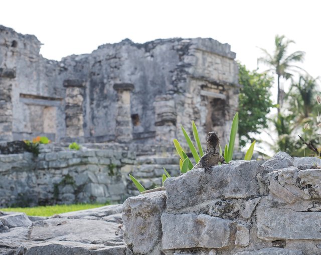 P7030305-iguana-tulum-ruins.jpg