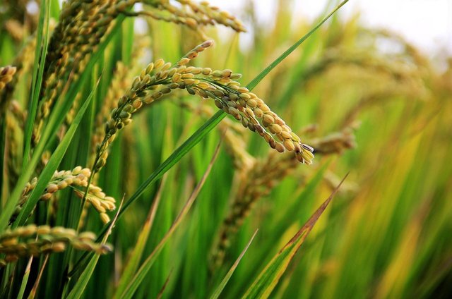 in-rice-field-2679153_1280.jpg