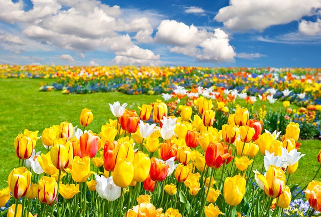 flowers-spring-tulips-field-nature-flowers-landscape-flower-wallpaper-gallery.jpg