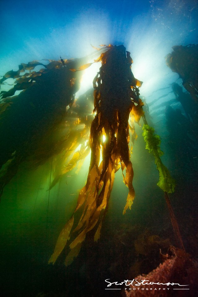 Bull Kelp-6.jpg