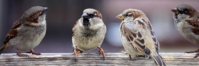 sparrows-2759978_1280.jpg