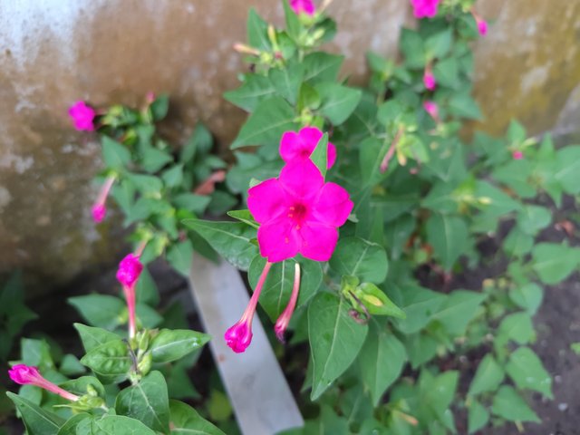 IMG_20250715_181837.jpg
