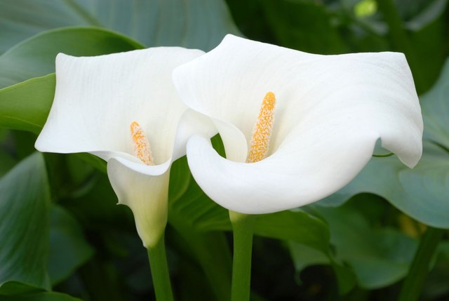 Calla Lily.jpg